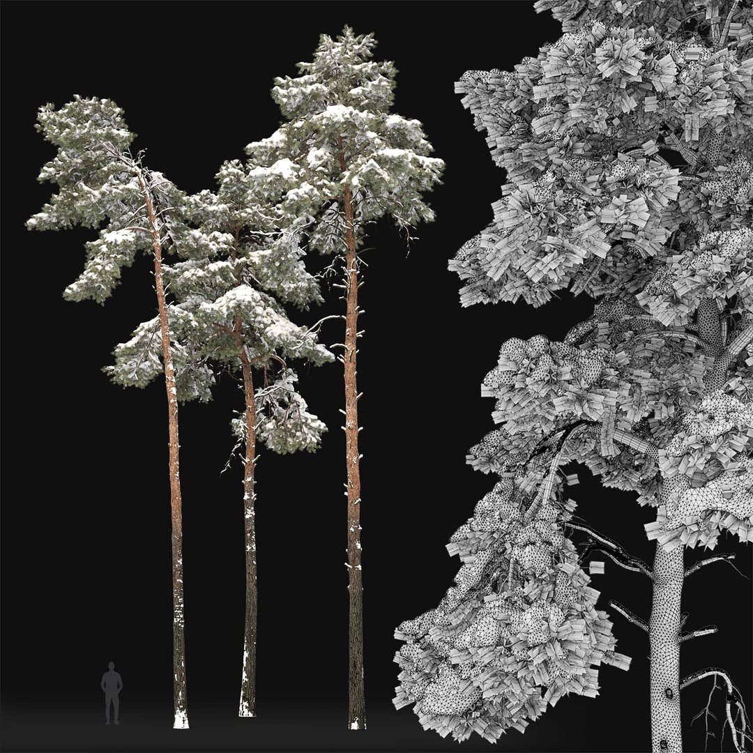 Pinus Sylvestris 31 Winter 3D Model - TurboSquid 1827499