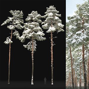 Pinus Sylvestris 31 Winter 3D model