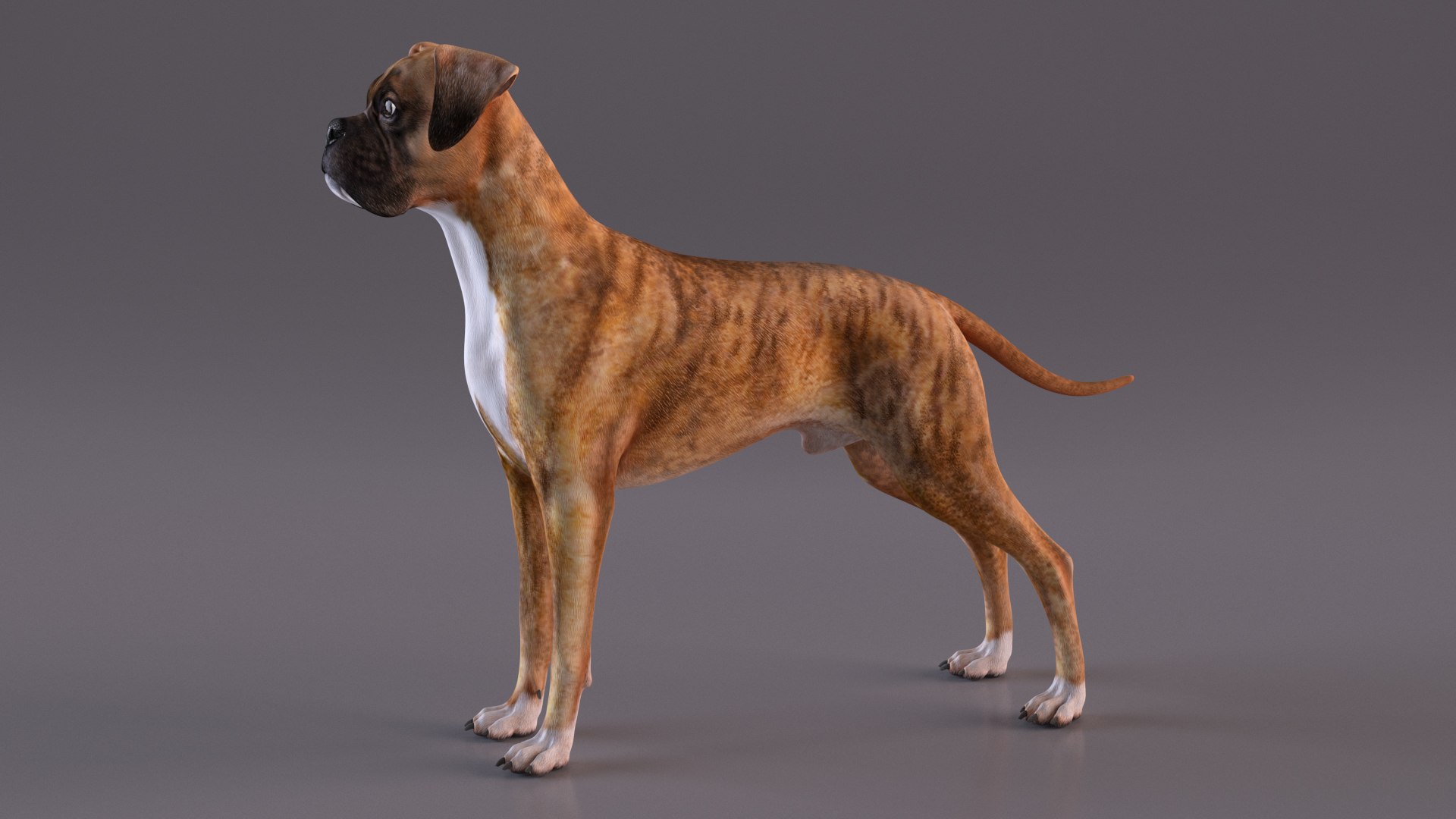 3D Model Boxer Dog Tiger Colored Rigged - TurboSquid 2250738