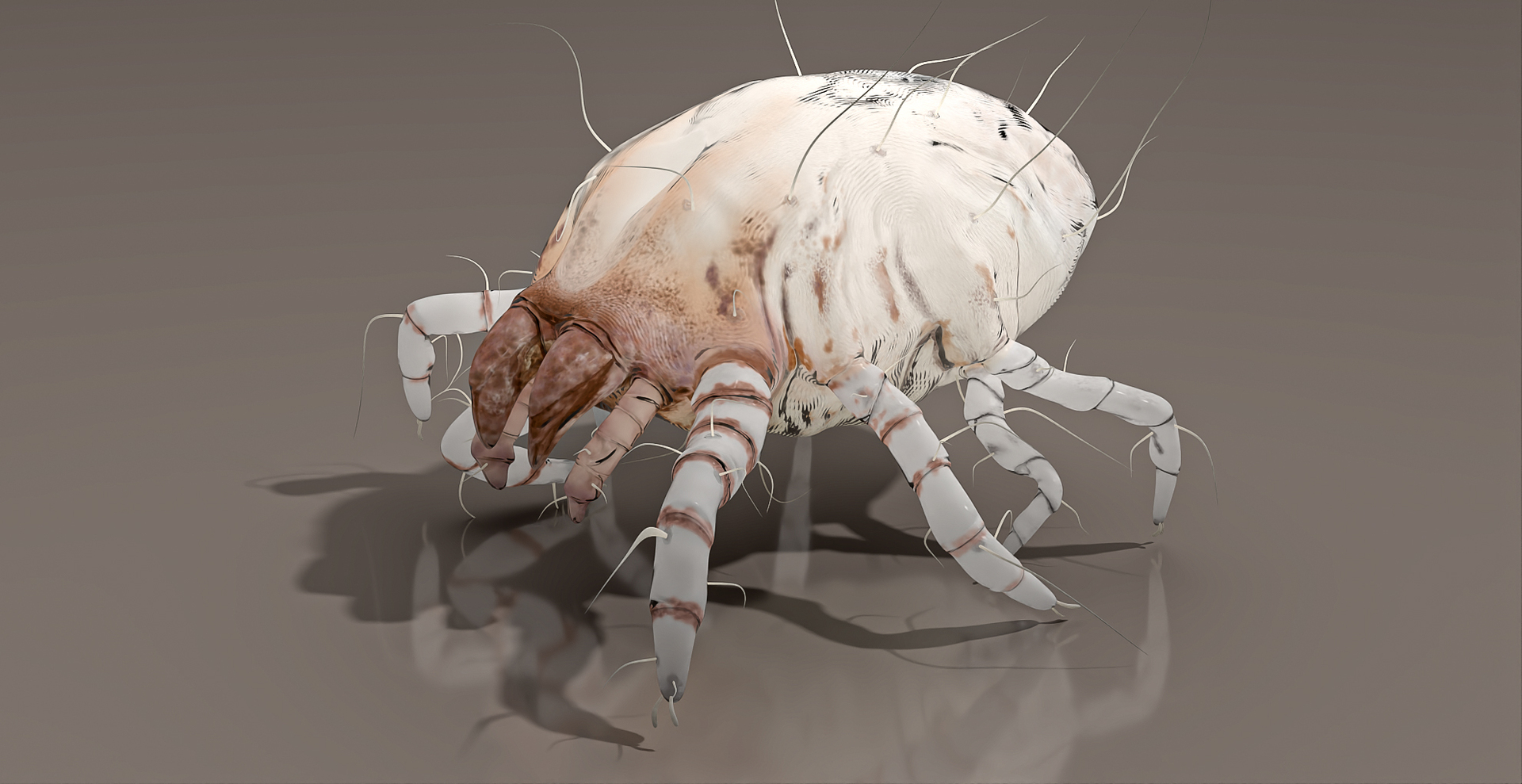 3D Dust Mite Walk Animated Rigged For Maya Model - TurboSquid 2547718