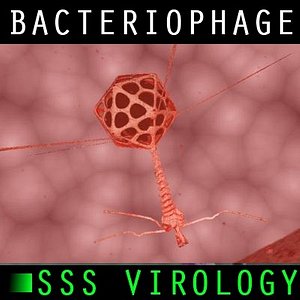 maya virus bacteriaphage