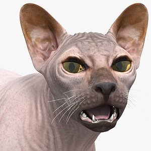 3D dark cream sphynx cat model