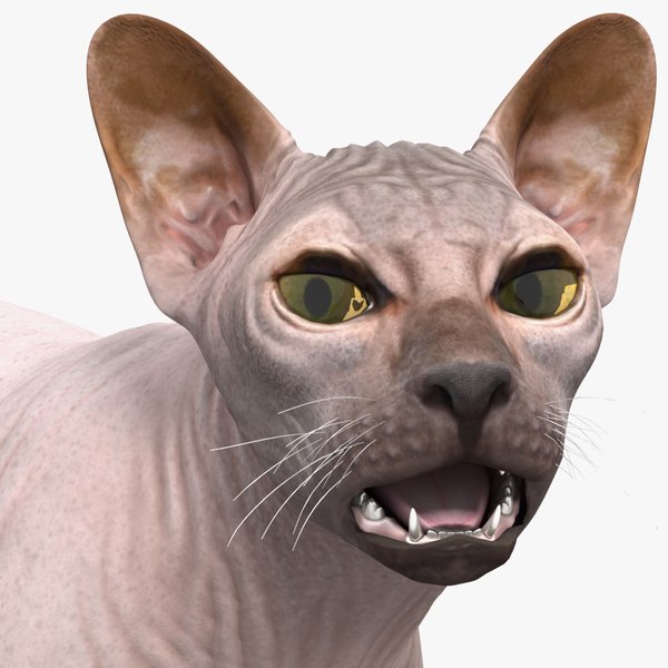 darkcreamsphynxcatriggedvray3dmodel000.jpg