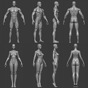 3D model Realistic Male and Female Base Mesh Highpoly Sculpt 3D model