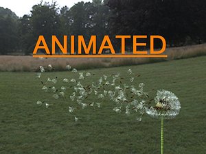 cinema4d dandelion seeds