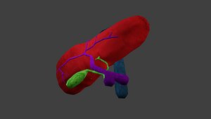 3D HIGADO model