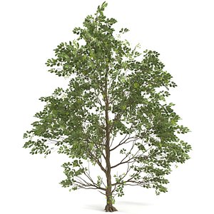 3D oak tree model