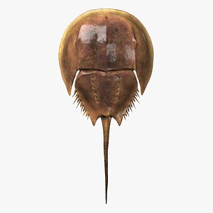 Horseshoe Crab