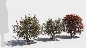 Berberis thunbergii 3D model