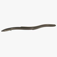 Japanese eel