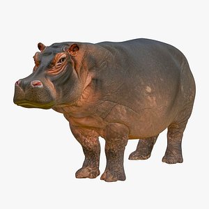 Realistic 3D Hippopotamus Model