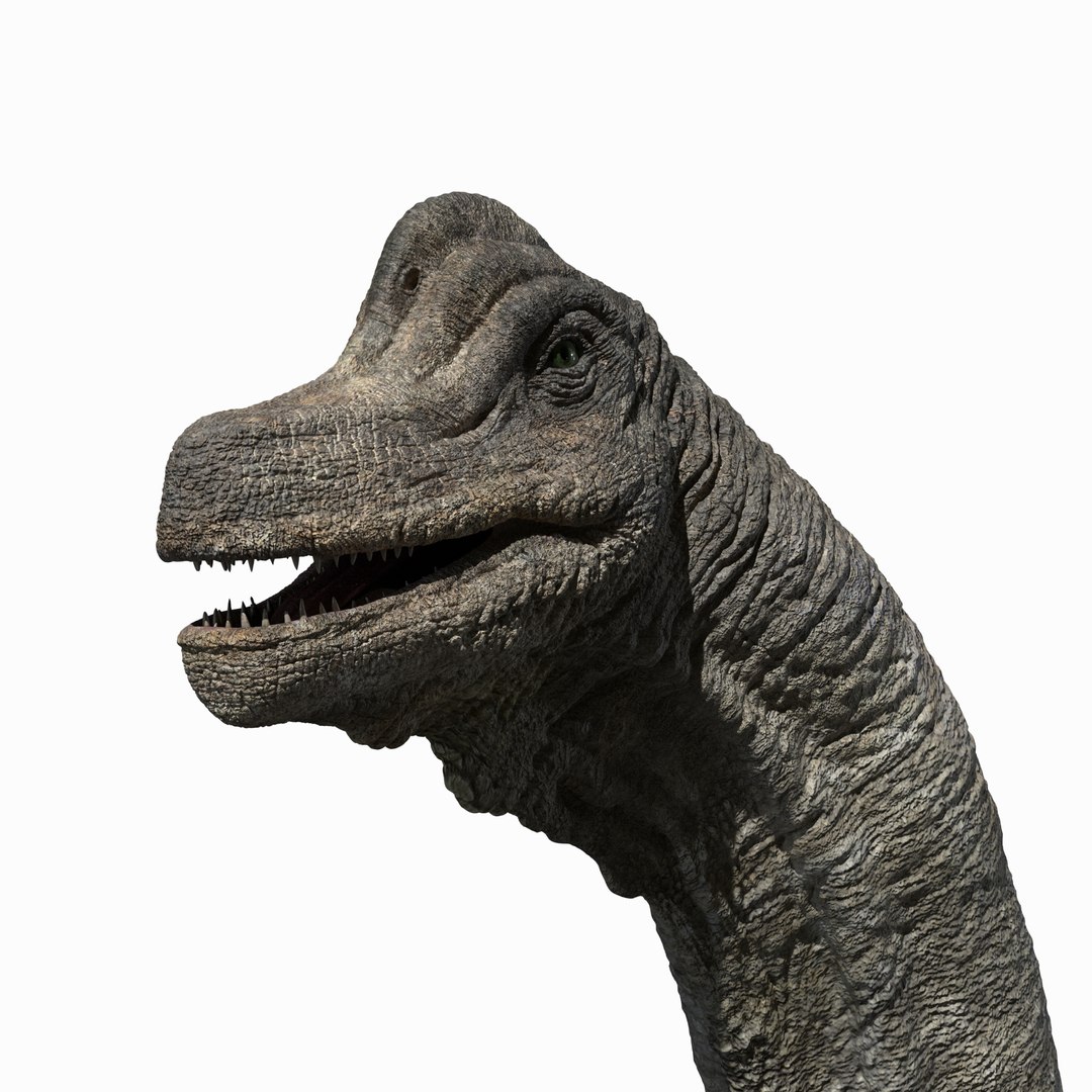 3D brachiosaurus v-ray rigged https://p.turbosquid.com/ts-thumb/BS/8mbpC6/2j3Pf0UU/03/jpg/1513126854/1920x1080/fit_q87/b54b422ee60aa2eaa87d3baf7fe68c6539284862/03.jpg
