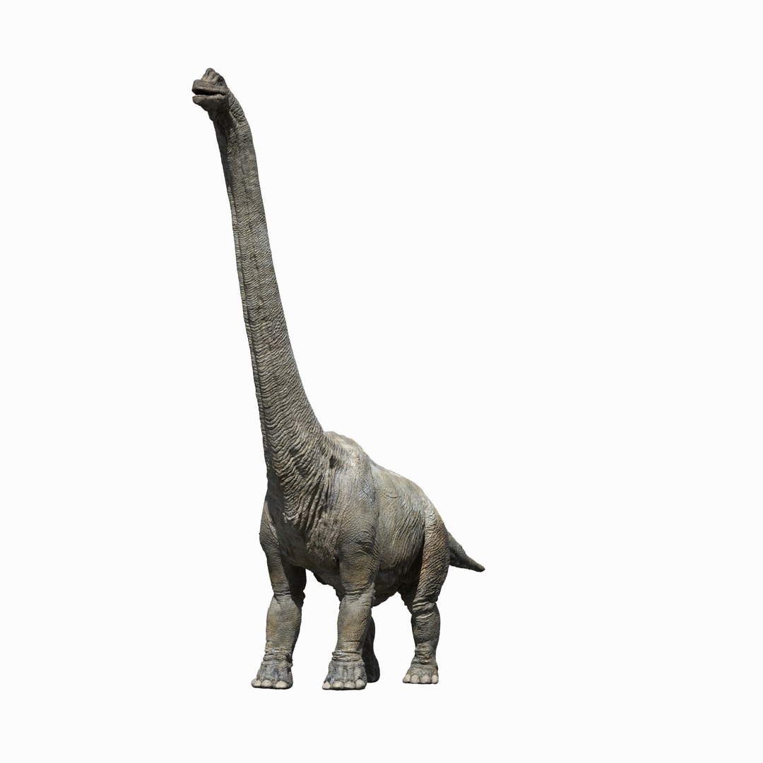 3D brachiosaurus v-ray rigged https://p.turbosquid.com/ts-thumb/BS/8mbpC6/BcdnoV1J/07/jpg/1513126854/1920x1080/fit_q87/40897446bcf2d42adb2a8eb82114f70045d00a6c/07.jpg