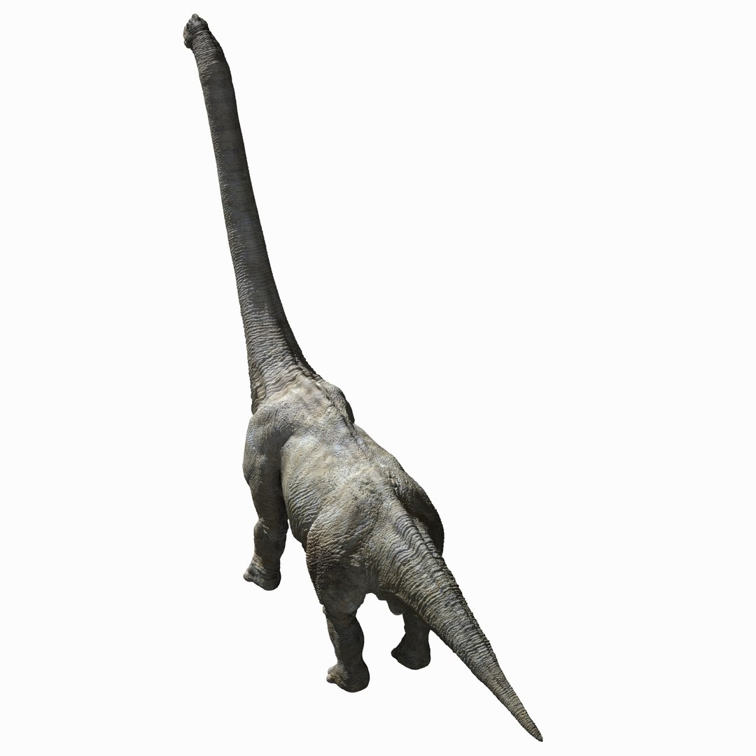3D brachiosaurus v-ray rigged https://p.turbosquid.com/ts-thumb/BS/8mbpC6/PICQBBnN/08/jpg/1513126854/1920x1080/fit_q87/d5adc59cd6e5e1ff54b8434eabe48bc13f4c29b0/08.jpg