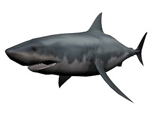 3ds megaldon shark