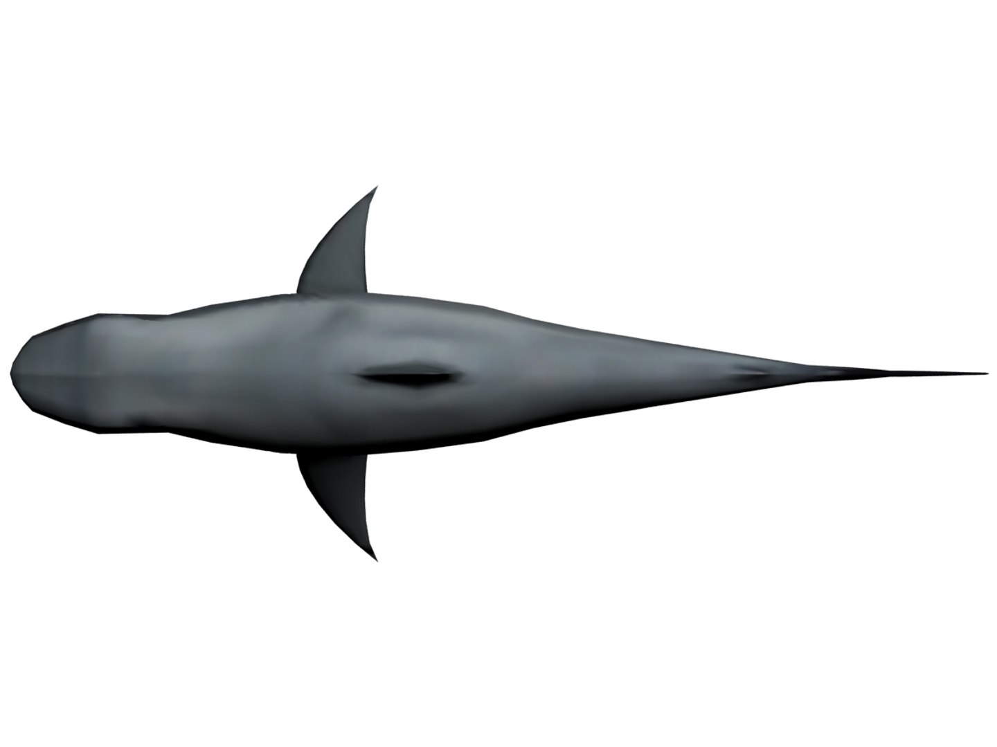 3ds megaldon shark https://p.turbosquid.com/ts-thumb/BS/A5sbaX/6SnJrh0z/top01/jpg/1406625327/1920x1080/fit_q87/ee7915639ee5a82d234a8b73d9c120407662451a/top01.jpg