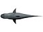 megaldon