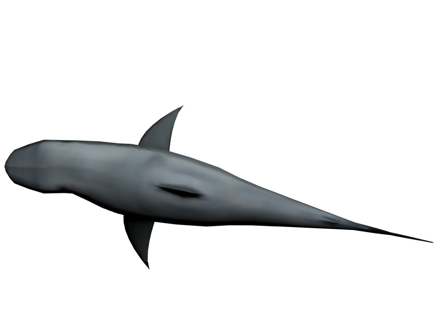 3ds megaldon shark https://p.turbosquid.com/ts-thumb/BS/A5sbaX/DNT3urvO/top03/jpg/1406625327/1920x1080/fit_q87/8ac9fcab5c45b79adfca74b0e9d041e0c0b13f6c/top03.jpg