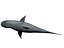 megaldon