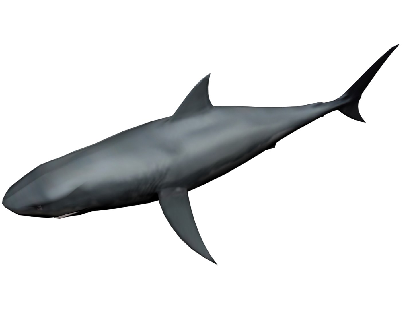 3ds megaldon shark https://p.turbosquid.com/ts-thumb/BS/A5sbaX/IVtxwVeL/04/jpg/1406625289/1920x1080/fit_q87/b30d9bb0575097cc18b312b5d14664ebbf4b60e9/04.jpg