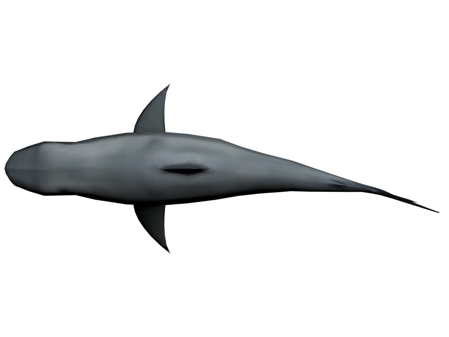 3ds megaldon shark https://p.turbosquid.com/ts-thumb/BS/A5sbaX/cEANYJSA/top02/jpg/1406625327/1920x1080/fit_q87/361e36a914cf5d2526fff8c0fb4b204d9c39254f/top02.jpg