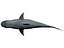 megaldon