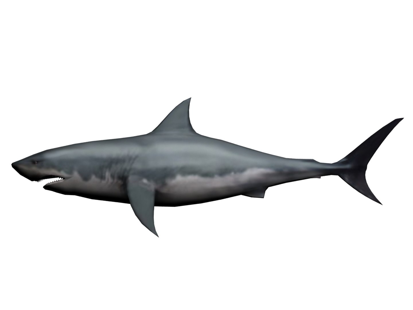 3ds megaldon shark https://p.turbosquid.com/ts-thumb/BS/A5sbaX/rhdiEtHj/01/jpg/1406625289/1920x1080/fit_q87/f976017d8406f06e7cfb45e95bc475d7f05c6c5e/01.jpg