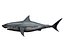 megaldon