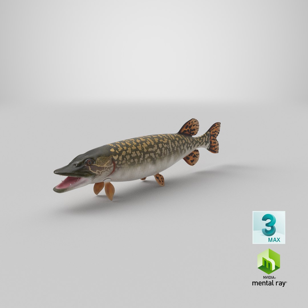 3D northern pike https://p.turbosquid.com/ts-thumb/BS/DPWgDY/3l/stemcell_max_mental_ray_render/png/1674497995/1920x1080/fit_q87/fc72beb91cfda94309f99a6d280fa4e9c2416a96/stemcell_max_mental_ray_render.jpg