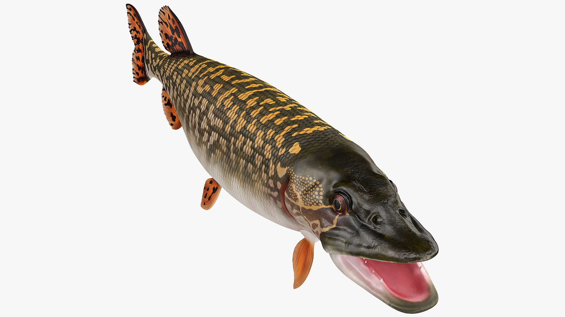 Northern Pike 3D model preview