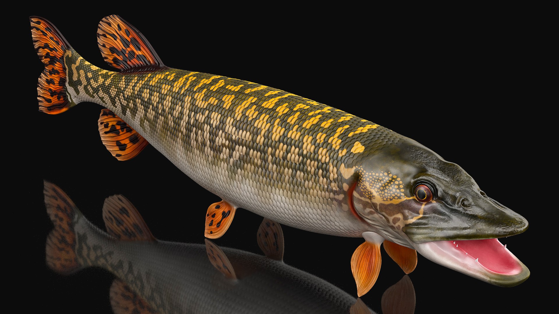 3D northern pike https://p.turbosquid.com/ts-thumb/BS/DPWgDY/CgIW2YSW/northernpikevray3dmodel002/jpg/1593689755/1920x1080/fit_q87/d3ed26b4a5201dae373d85e8eae864cde6184c44/northernpikevray3dmodel002.jpg