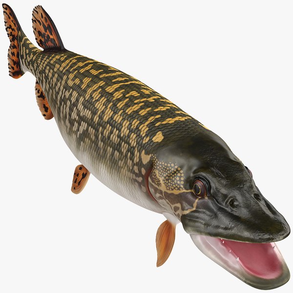 3D northern pike