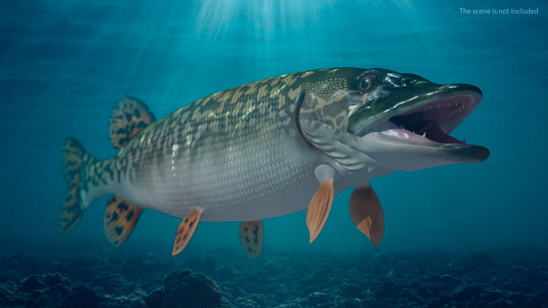3D northern pike https://p.turbosquid.com/ts-thumb/BS/DPWgDY/SHzNrWla/northernpikevray3dmodel003/jpg/1593689764/1920x1080/fit_q87/60eee1384187ef0a545ca86e1076da9a345832df/northernpikevray3dmodel003.jpg