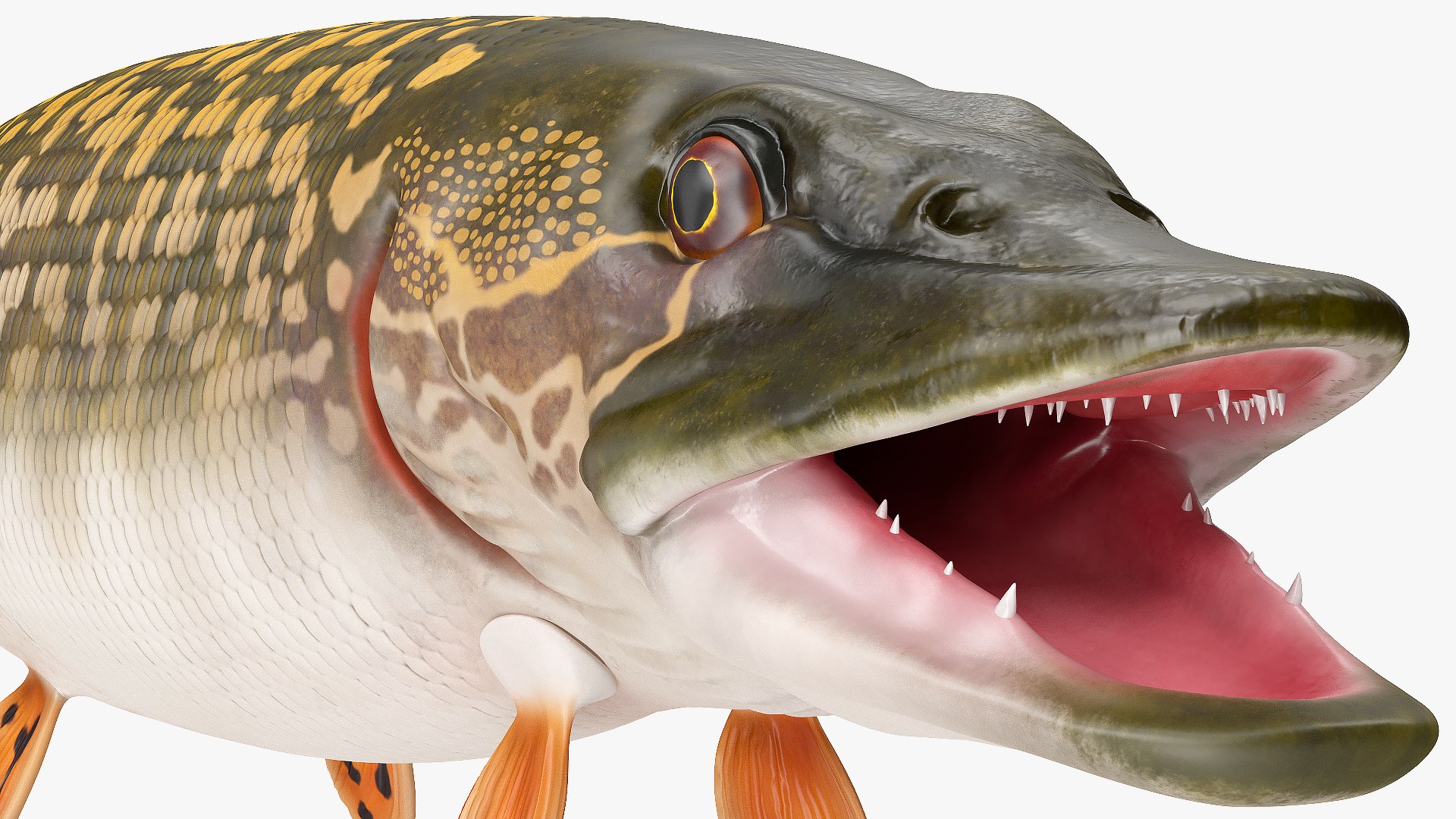 3D northern pike https://p.turbosquid.com/ts-thumb/BS/DPWgDY/cKmKeBCR/northernpikevray3dmodel010/jpg/1593689824/1920x1080/fit_q87/bfa24f04d8261d27df37d7070f907e74f7a068a8/northernpikevray3dmodel010.jpg