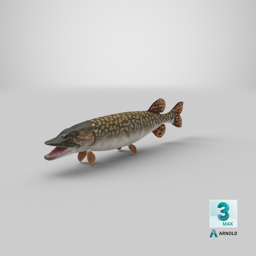 3D northern pike https://p.turbosquid.com/ts-thumb/BS/DPWgDY/kR/stemcell_max_arnold_render/png/1674497996/1920x1080/fit_q87/7aeb659c4383887432bf86771d42717680422313/stemcell_max_arnold_render.jpg