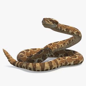 Light Rattlesnake Self Defends Animated Rigged for Cinema 4D