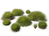 HighpolyLow Poly Lomandra confertifolia Little Con - Small Mat Rush