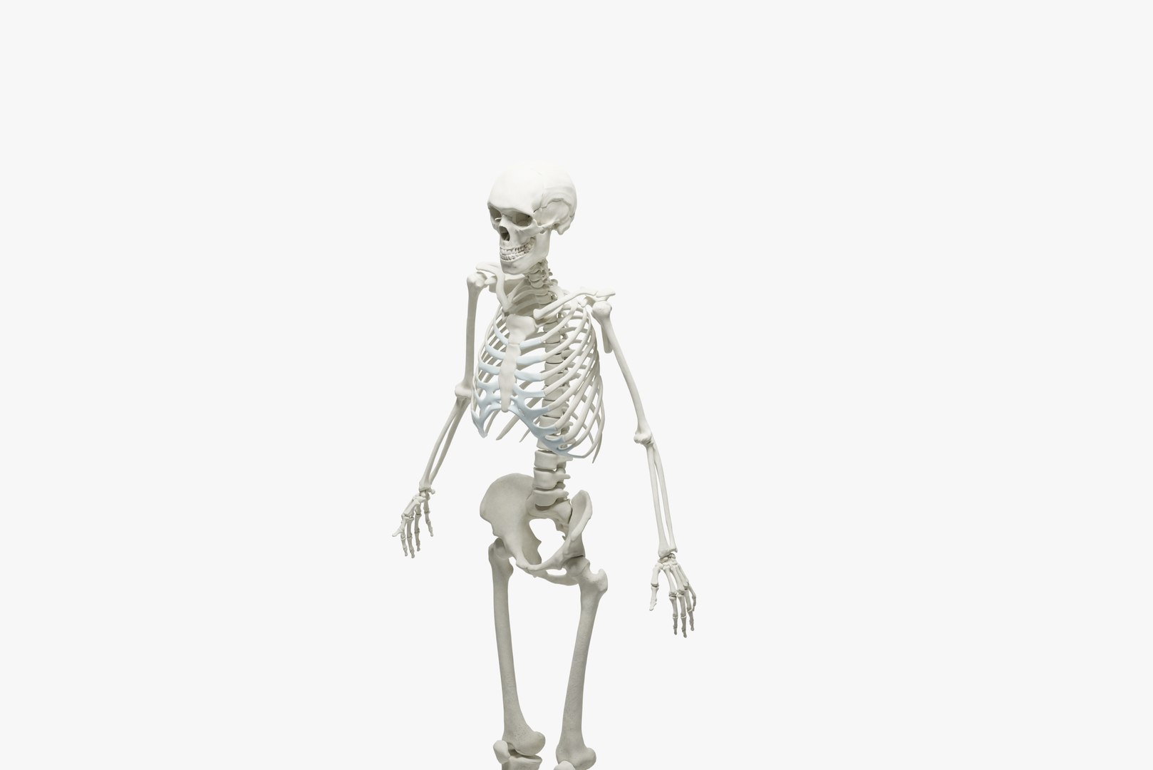 Ultimate 3d Human Skeleton Model Perfect For Medical Training And Scientific Research 3d Model 9810