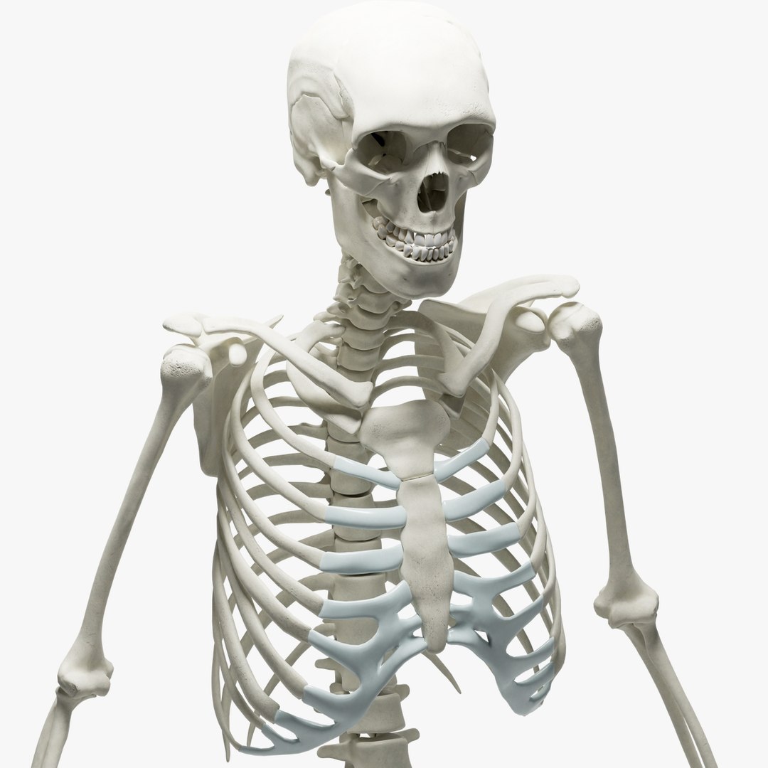 Ultimate 3D Human Skeleton Model - Perfect for Medical Training and ...