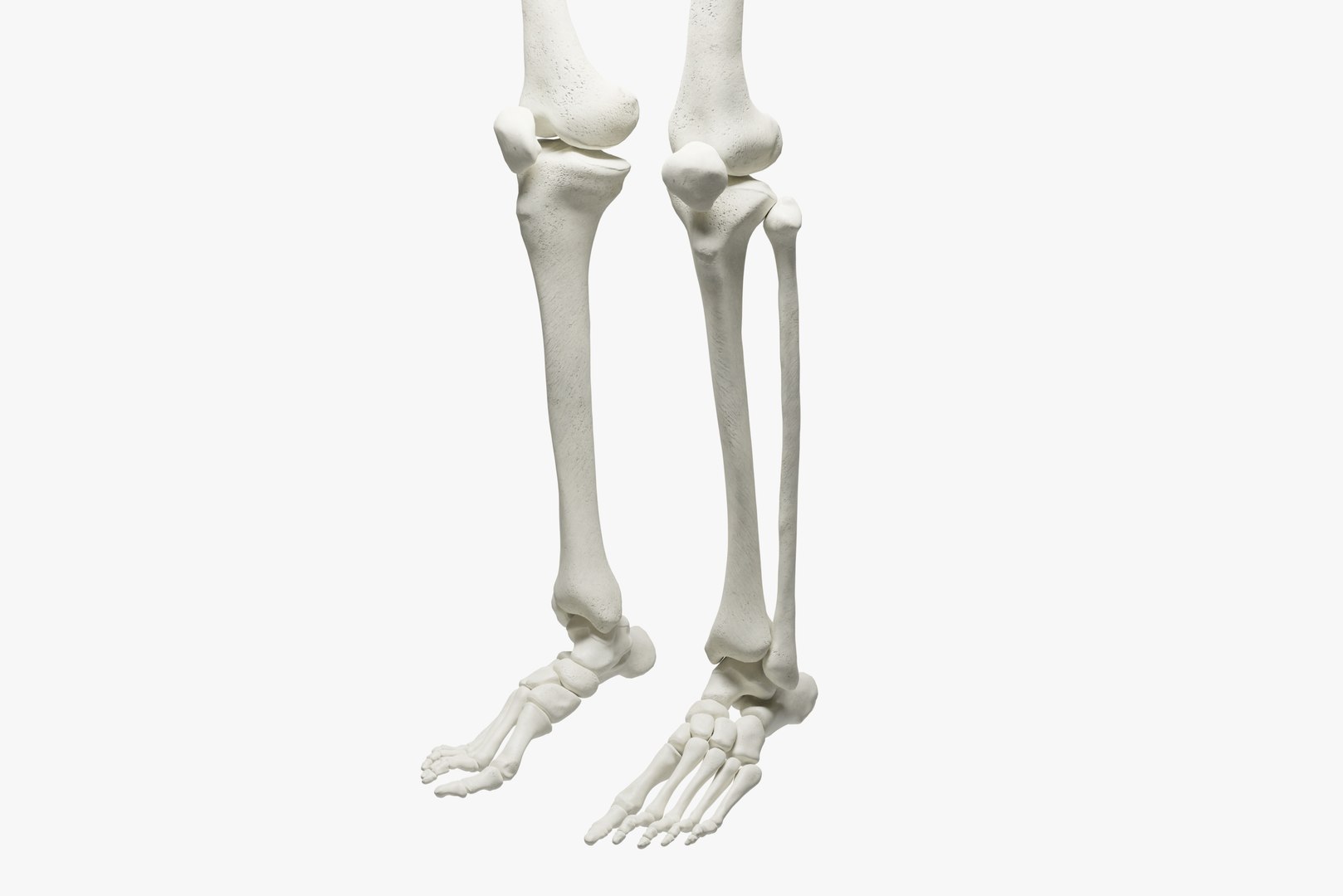 Ultimate 3D Human Skeleton Model - Perfect For Medical Training And ...