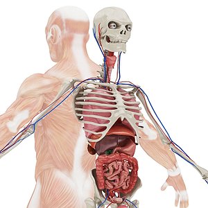 3D model body anatomy