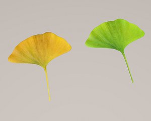 ginkgo plants trees 3D model