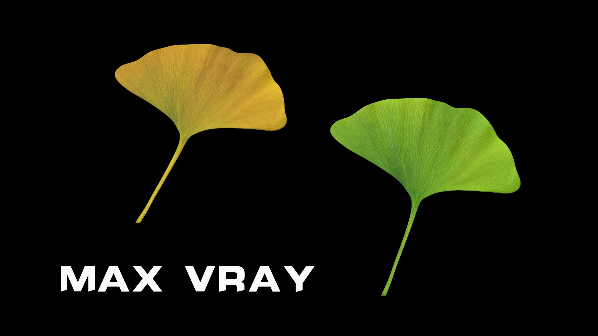 ginkgo plants trees 3D model https://p.turbosquid.com/ts-thumb/BS/QouLd1/SIVJCZWI/ginkgoleaf/jpg/1546973173/1920x1080/fit_q87/5ec3f0f65b2b4d9ef733449f7dd1bde9d213f663/ginkgoleaf.jpg