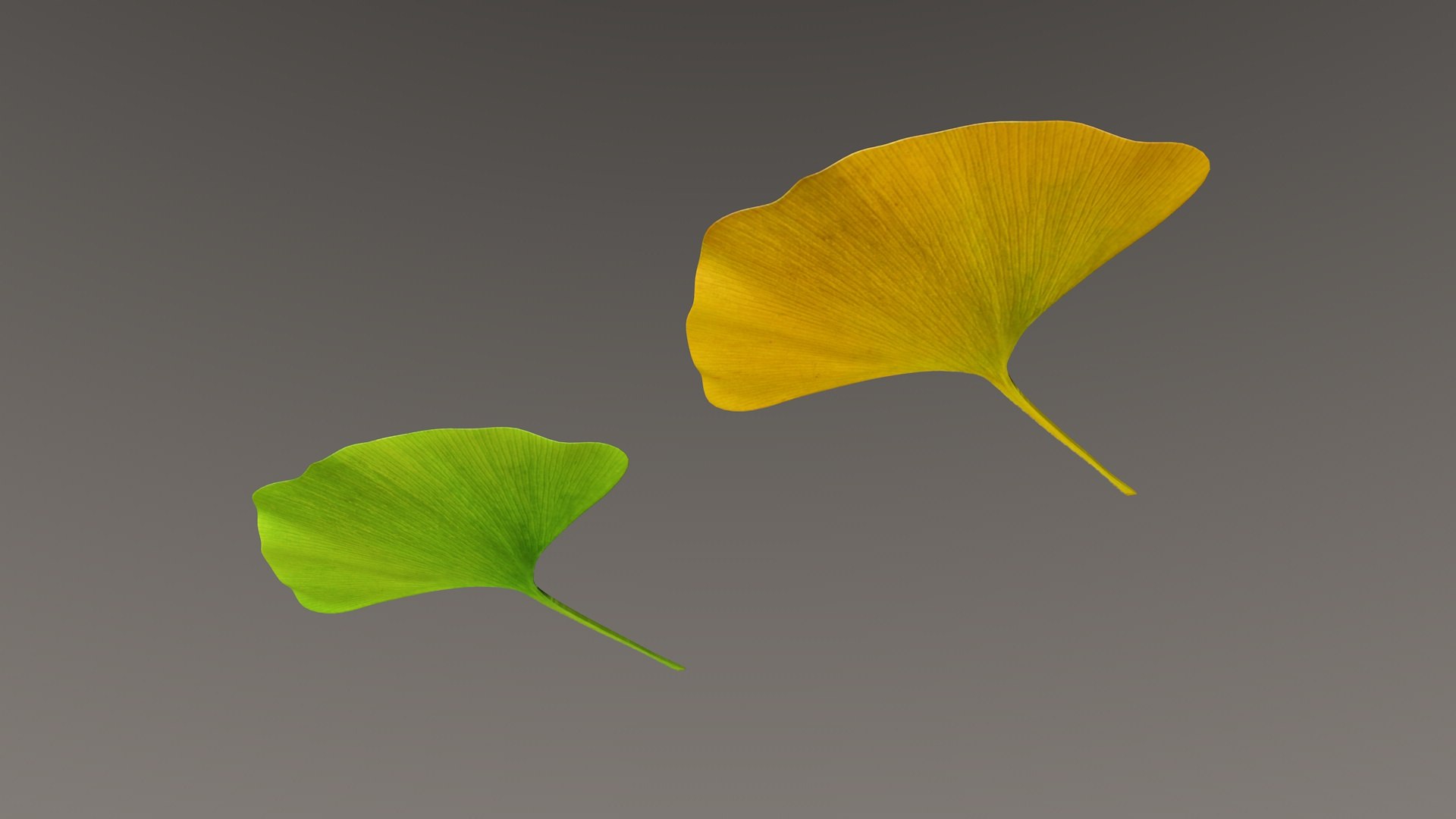 ginkgo plants trees 3D model https://p.turbosquid.com/ts-thumb/BS/QouLd1/lc2iU1eI/ginkgoleafc4d2/jpg/1546973169/1920x1080/fit_q87/cf5421d75607c9627ca0e8d9411ae9c22f2a58ba/ginkgoleafc4d2.jpg