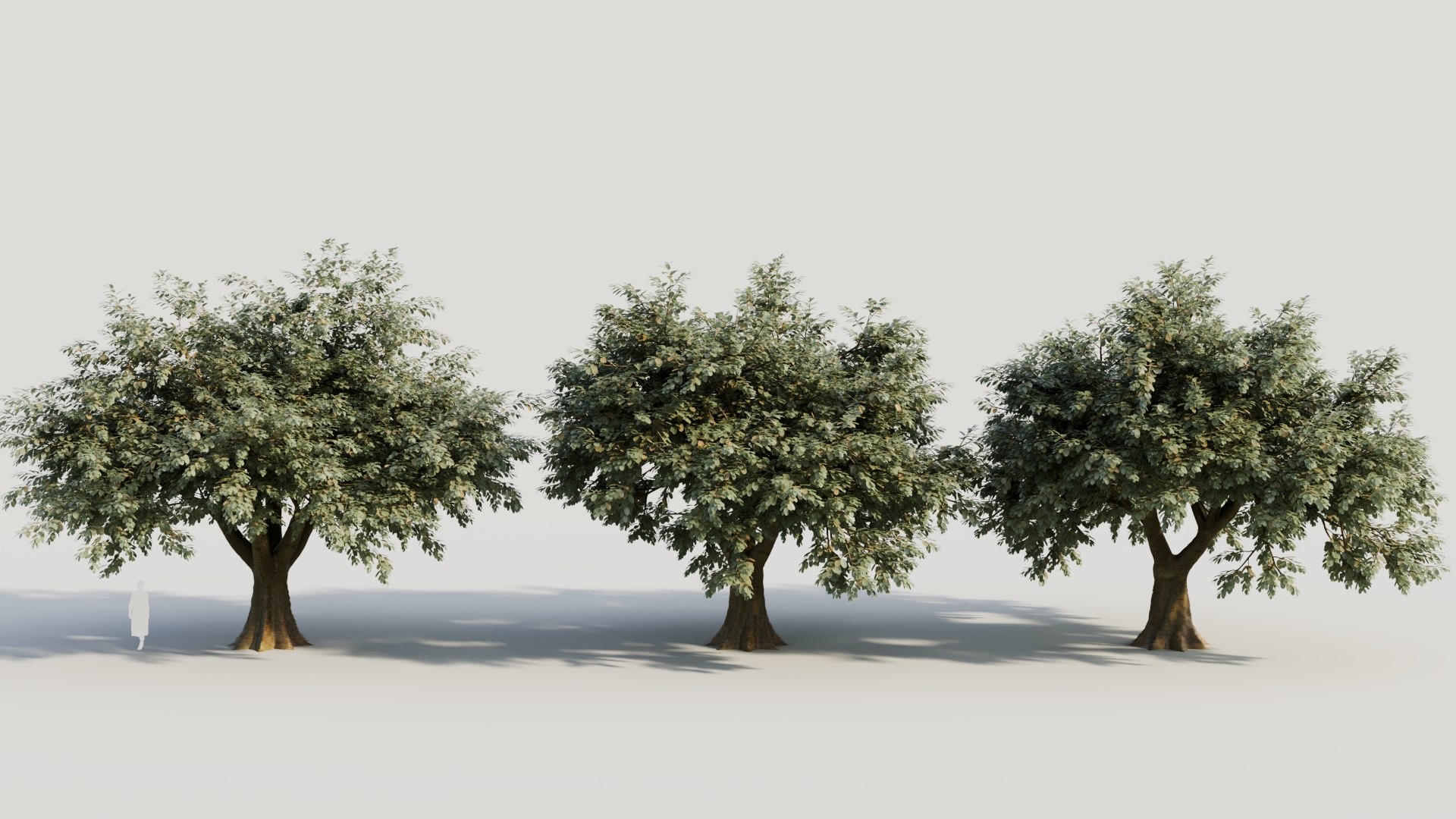 Ficus Macrophylla B 3D - TurboSquid 2178683