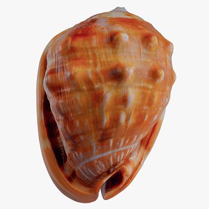 Helmet Shell Cypraecassis Rufa Shell 57 model