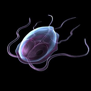 3d model protozoa girdia