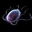 Protozoa girdia