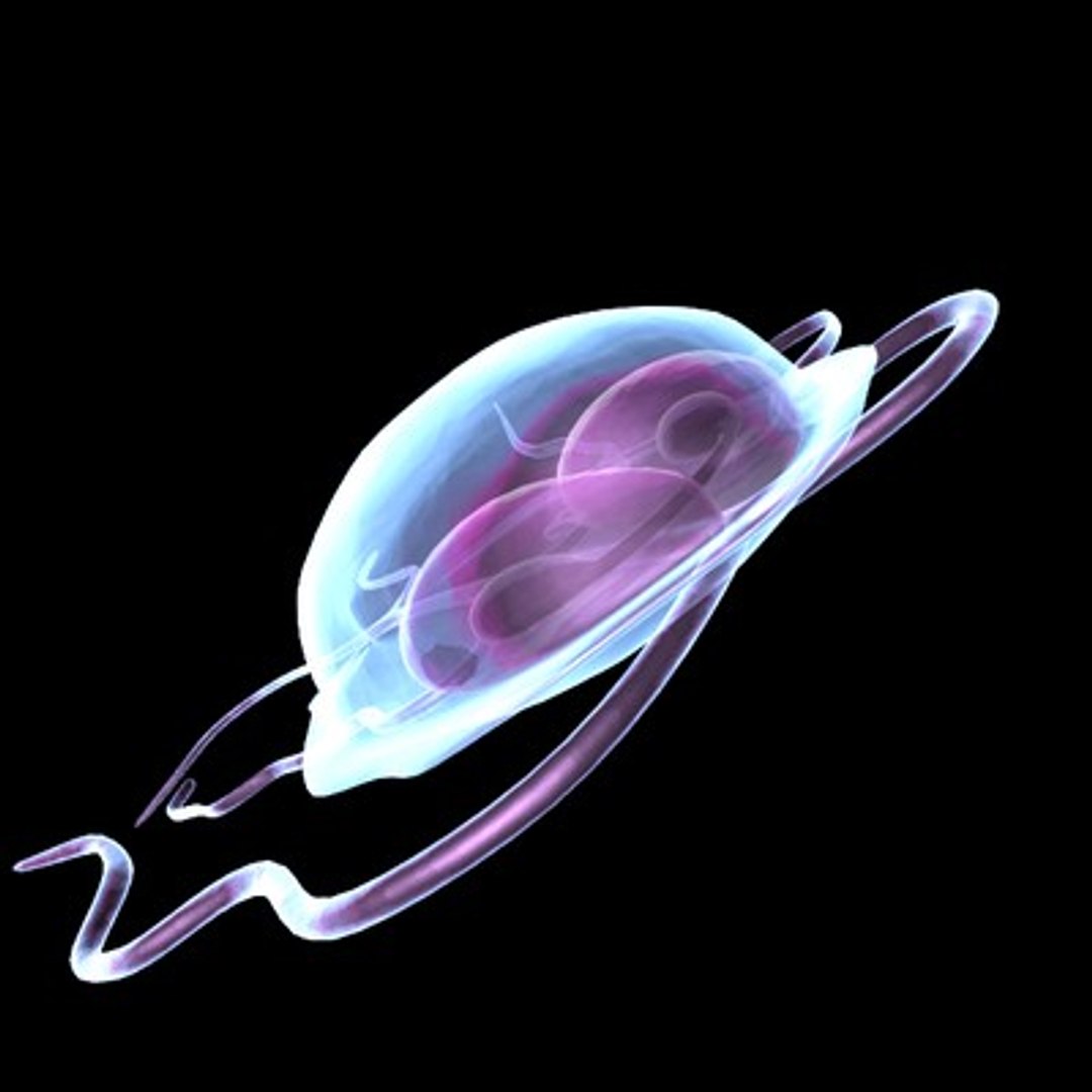 3d model protozoa girdia https://p.turbosquid.com/ts-thumb/BS/gEaW7O/hxuyjIw5/girdia01b/jpg/1220897878/1920x1080/fit_q87/7f2f8b0d5e82175ca7bf5ecf8d9f883c7d2929e6/girdia01b.jpg