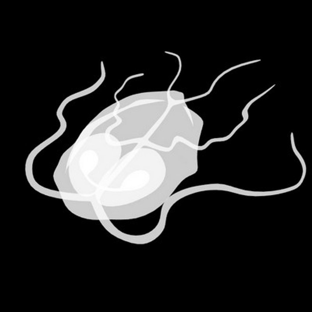 3d model protozoa girdia https://p.turbosquid.com/ts-thumb/BS/gEaW7O/khugzb3j/girdia01acopy/jpg/1220897871/1920x1080/fit_q87/53697b2dac18a8a92b93955bae6c8a4a3e1eab9e/girdia01acopy.jpg